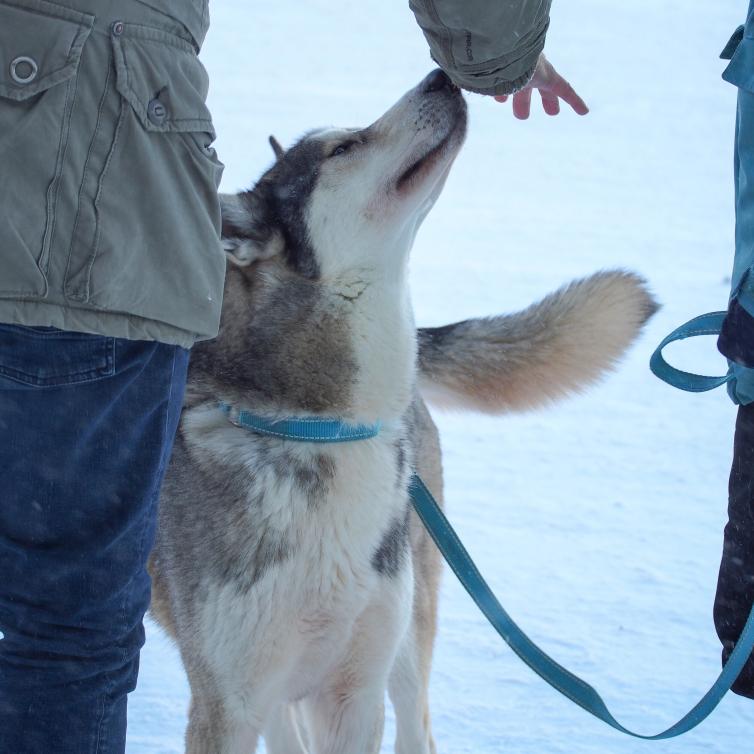 Diesel-husky sai kunnian toimia koneen kummina