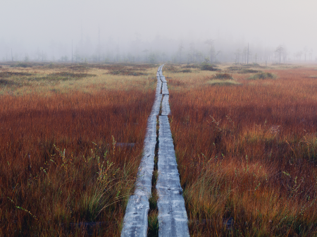 Duckboards on autumnal swamp.